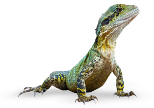 Eastern Water Dragon found in urban Brisbane, Australia