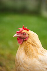 Chickens on a small farm in the country. Small scale poultry farming in Ontario, Canada.