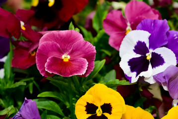 various Garden Flowers, Garden violets.