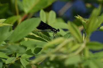Closeup shot of a black dragonfly on a green leaf - Powered by Adobe