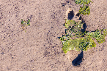 The footprint of a single human foot in the wet sand and seaweed on the beach.