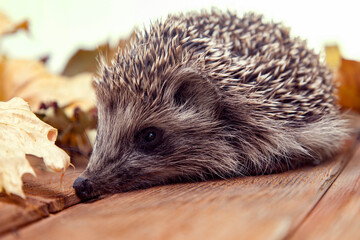 Young hedgehog in autumn leaves on the wooden floor