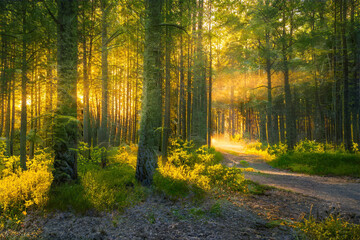 Obraz premium Magical sunset in the forest.