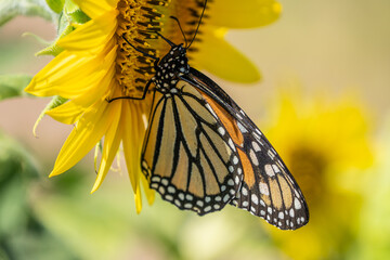 Close-up of beautiful monarch butterfly (Danaus plexippus) on bright yellow sunflower