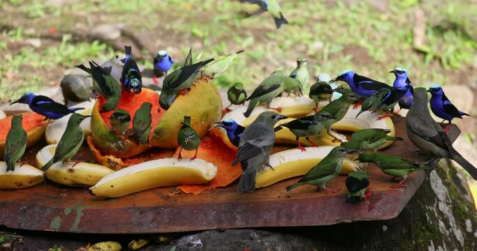 Blue-Gray Tanager, Red-legged and green honeycreeper and many others beautiful birds on bird feeder in Costa Rica. La Fortuna wildlife bird watching