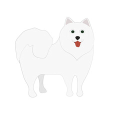 samoyed dog cartoon isolated on white