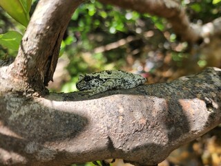 Gray treefrog (Dryophytes versicolor) on a tree