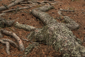 Roots of old tree in autumn forest