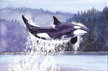 Killer whale jumps out of  water against  background of hills of fir trees and trees with splashes of sea. Watercolor illustration.