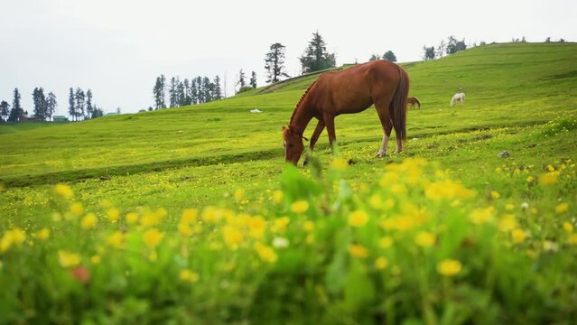 Horses grazing in mountain of Gulmarg a hill station in summer time.