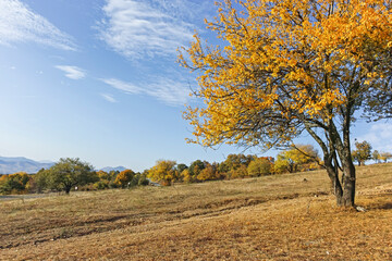 Autumn landscape of Cherna Gora mountain, Bulgaria