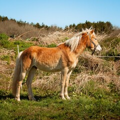 Beautiful horse (Equus ferus caballus) standing in the pasture