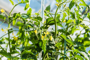 Yellow tomato flowers with green leaves in greenhouse. Growing vegetables in garden. Spring flowering of plants.  - 525601301