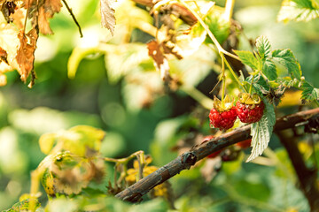 Red raspberries on green branches in sunny summer garden. Harvest fruits for dessert. Leaves and stems form fruit bush.