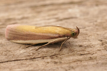 Closeup on a Mediterranean Rosy-striped Knot-Horn, Oncocera semirubella sitting on wood