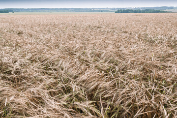 Yellow field of ripe wheat on sunny day. Harvesting of autumn grain harvest. Blue sky on horizon