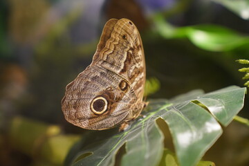 Beautiful butterfly on flower. Butterfly background. 