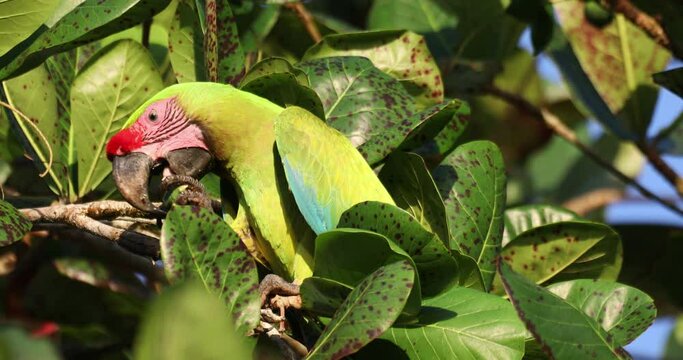 Great green macaw (Ara ambiguus), also known as Buffon s macaw or the great military macaw. Ara ambiguus is listed as Critically Endangered. Tortuguero, Wildlife and birdwatching in Costa Rica.