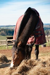 Vertical closeup shot of a grazing brown horse in the farmland