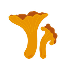 Chanterelle mushrooms isolated on white background. Flat illustration.