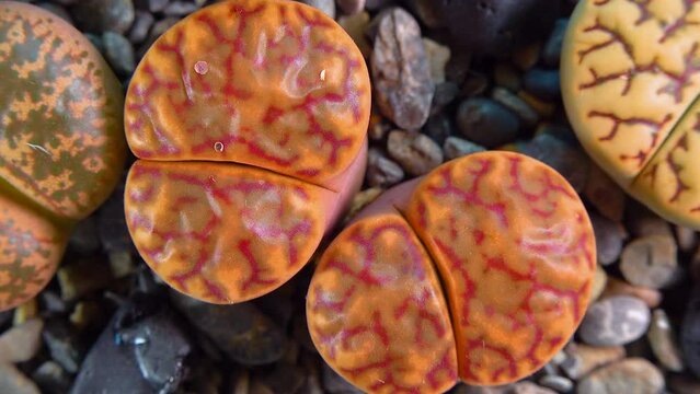 Mesembs (Lithops bromfeldii)  South African plant from Namibia in the botanical collection of supersucculent plants
