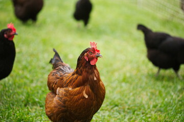 Chickens on a small farm in the country. Small scale poultry farming in Ontario, Canada.
