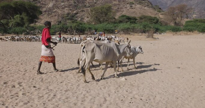 Climate change.drought.water crisis.Close-up side view.African man herding livestock,emaciated thin cattle along a dusty,dry river bed to water points due to persistent drought. Kenya