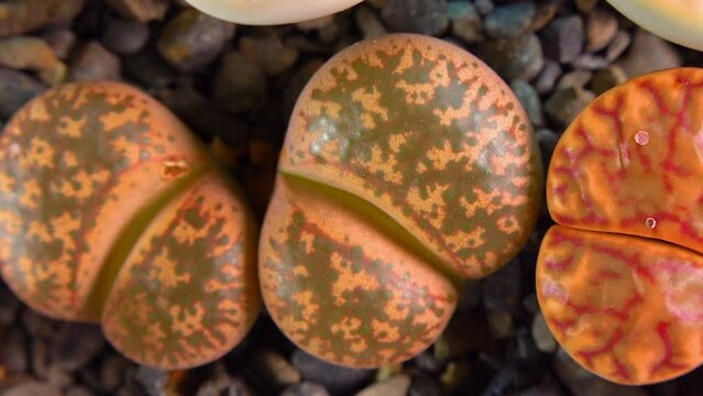 Mesembs (Lithops coleorum) South African plant from Namibia in the botanical collection of supersucculent plants