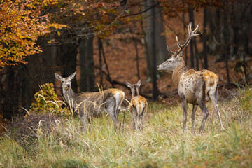 Herd of red deer, cervus elaphus, with stag and hinds looking around on a glade in autumn forest. Group of wild animals with antlers and brown fur among colorful leaves of fall woodland.