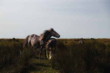 Wild Horses in the wind