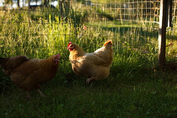 Chickens on a small farm in the country. Small scale poultry farming in Ontario, Canada.