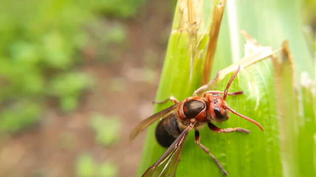 Closeup shot of a wasp on a green  leaf. The black-bellied hornet (Vespa basalis). Super macro photo of insects and bugs