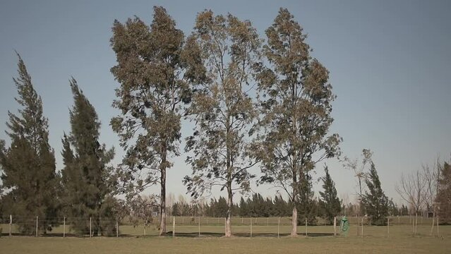 Field with high trees moving in the wind under the blue sky