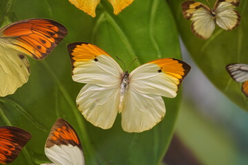 Colorful butterflies in flower background.