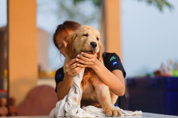 A happy moment for Golden retriever between bathing.