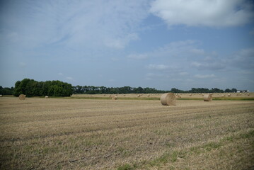 Fototapeta premium round haystack, mowed wheat straw field, haystacks on the field, stubble 