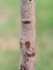 woodpecker on a trunk