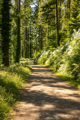 Fototapeta premium Cardinham Woods Bodmin Cornwall