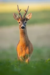 Foto op Canvas Roe deer, capreolus capreolus, buck with large antlers standing on field from front view in vertical composition with blurred background. Roebuck illuminated by morning sun in fresh green environment. © WildMedia