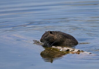 Wild beaver on wooden log in the shallow water of Isar river in Bavaria, Germany