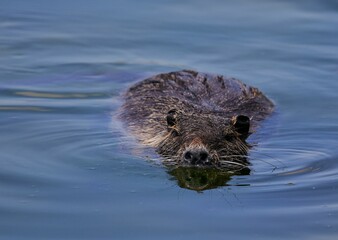 Wild beaver swimming in blue shallow water of Isar river in Bavaria, Germany