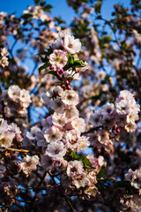 Sakura(Cherry Blossom)