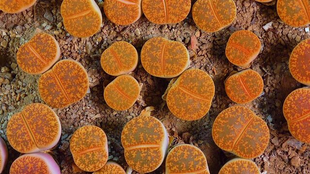 Mesembs (Lithops aucampiae) South African plant from Namibia in the botanical collection of supersucculent plants