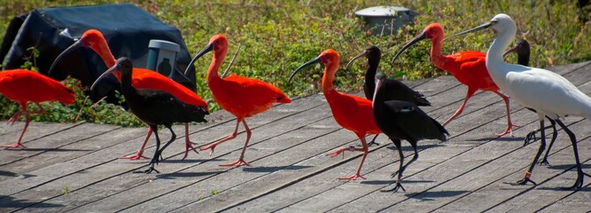 Panoramic shot of colorful scarlet ibis (Eudocimus ruber) birds walking on a wooden path