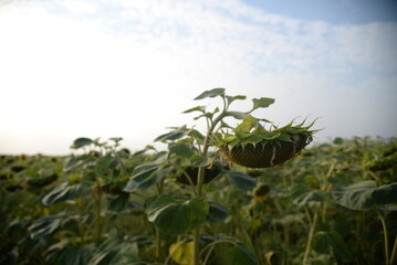 field of ripe sunflower heads, sunflower field close-up, sunflower field krainian harvest field against the blue sky vegetable oil, the flowers of which make vegetable oil