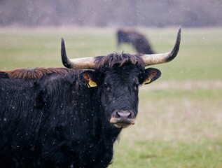 Closeup shot of a black bull in a field with bokeh lights in the air