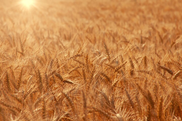 Golden ears of wheat on the field. The shine of the sun's rays on the ears of corn.