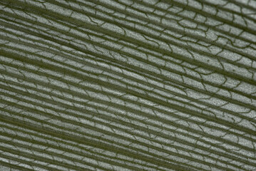macro photography of leaf texture - you can see cells