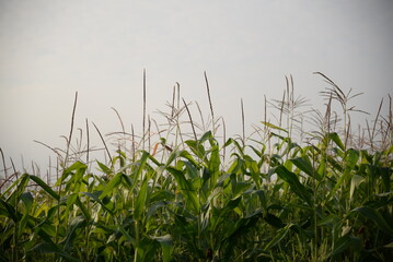 corn field against the blue sky, corn cobs, corn meadow, green leaves, corn stalks