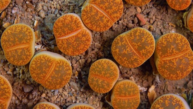 Mesembs (Lithops aucampiae) South African plant from Namibia in the botanical collection of supersucculent plants